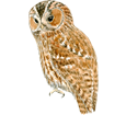 Tawny Owl ##STADE## - coat 17