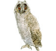 Long-eared Owl ##STADE## - coat 12