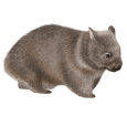Wombat ##STADE## - coat 52